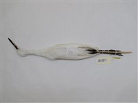 藏品(小白鷺)的圖片